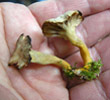 Cantharellus tubaeformis 